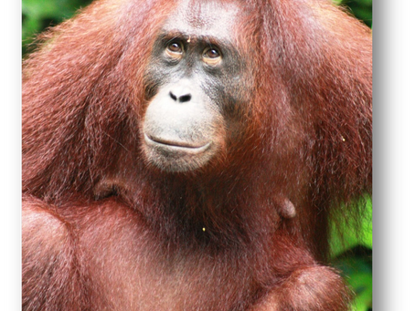 Orang-outans, les derniers "hommes de la forêt"