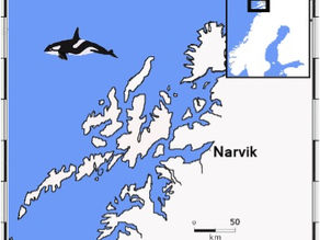 Voir les cétacés dans l'archipel des Lofoten en Norvège
