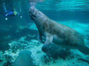 Où voir les lamantins (manatees)