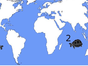 Où voir les tortues terrestres sur notre planète ?