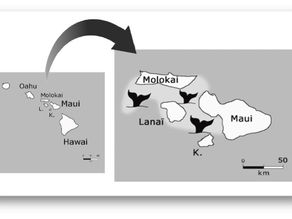 Où voir les cétacés à Hawaï