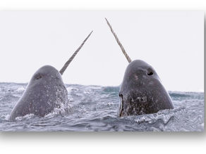 Narval, licorne des mers