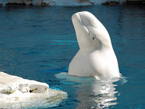 Bélugas, anges de glace