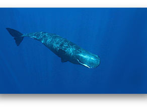 Cachalot, pacifique Moby Dick