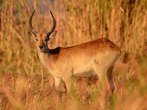 Botswana, delta de l'Okavongo