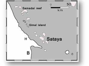 Voir les cétacés en mer Rouge, Egypte