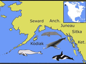 Ou voir les cétacés en Alaska (USA)