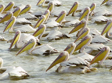 Sénégal : oiseaux à observer dans le parc national du Djoudj