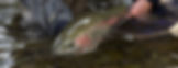 RAINBOW TROUT