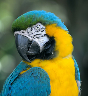 Blue And Yellow Macaw