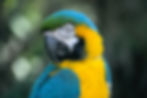 Blue And Yellow Macaw