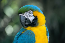 Bird Portrait