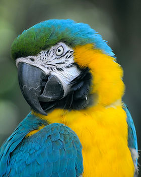 Bird Portrait