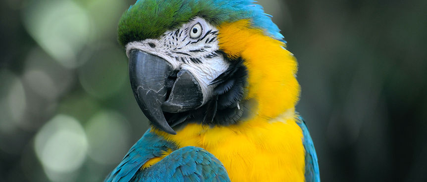 Blue And Yellow Macaw