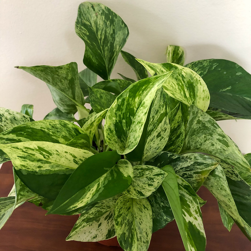 Pothos