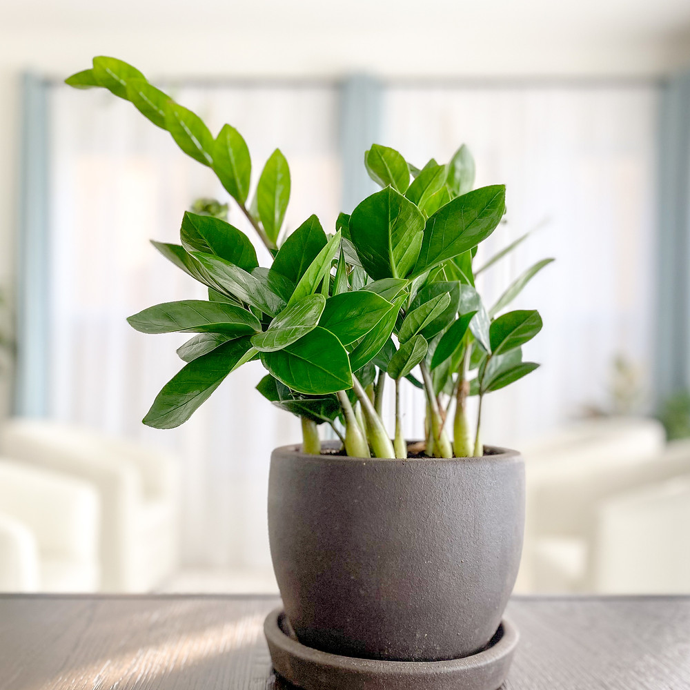 ZZ plant
