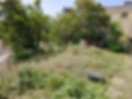 Weeds took over