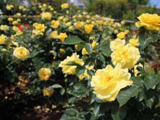 木 0522 バスハイキング