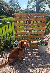 Dog pet sitting at a Scottish Wedding