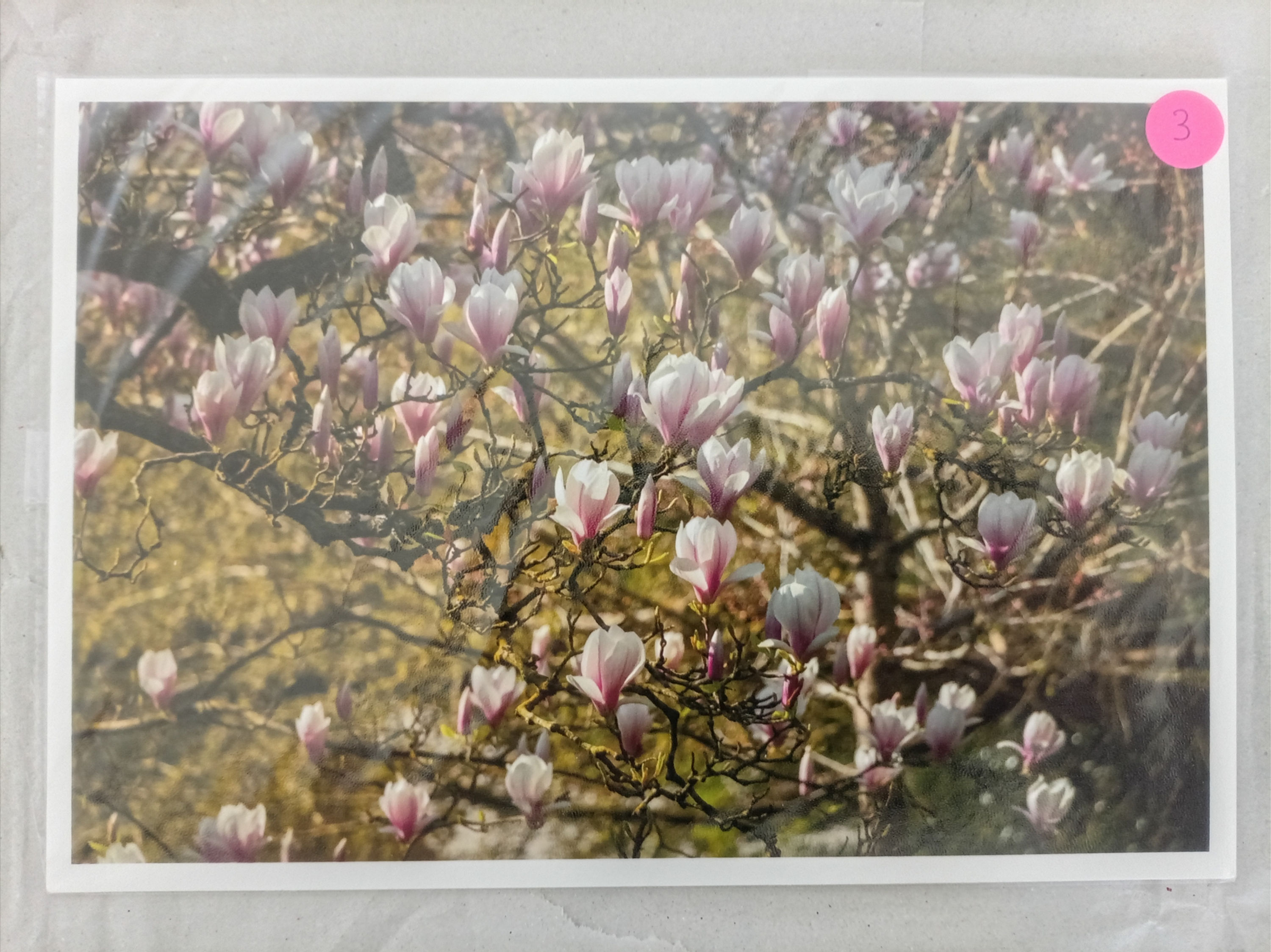 Tirage d'art - Magnolia Fever 3