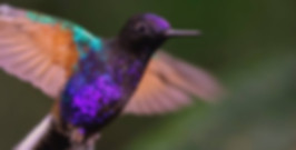 Colombia has the most hummingbird species