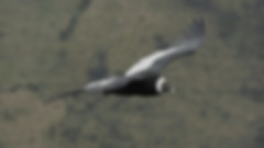 flying condor