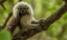 redskin monkey