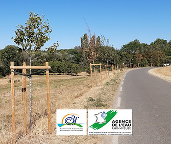 arbres route de Betting M1.jpg