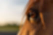Pferde Tierfotografie Pferdefotografie Freising München Bayern 3.jpg