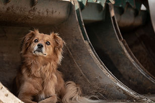 Hunde Fotografie Tierfotografie Freising München Bayern 7.jpg