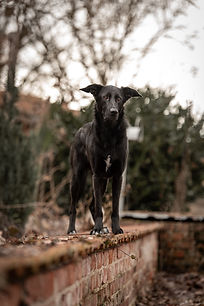 Hunde Fotografie Tierfotografie Freising München Bayern 5.jpg