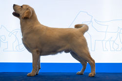 Odie2