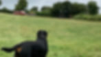 Rottweiler in the Rambles meadow
