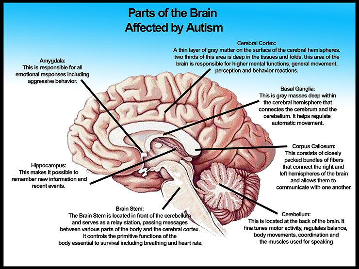 A new study by Harvard Medical School researchers reveals experts may have been wrong all along, and that ASD may not involve just the brain, but the skin too. This makes sense since many of the symptoms people with autism experience involve issues with sensory processing, which makes them hypersensitive to various sensory stimuli — among them, touch.