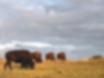 Bison grazing on a grassy hill under a cloudy sky. The brown animals are scattered, with a serene and natural atmosphere.