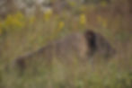 Bison lying in tall grass with yellow wildflowers in the background, creating a serene and natural prairie scene.