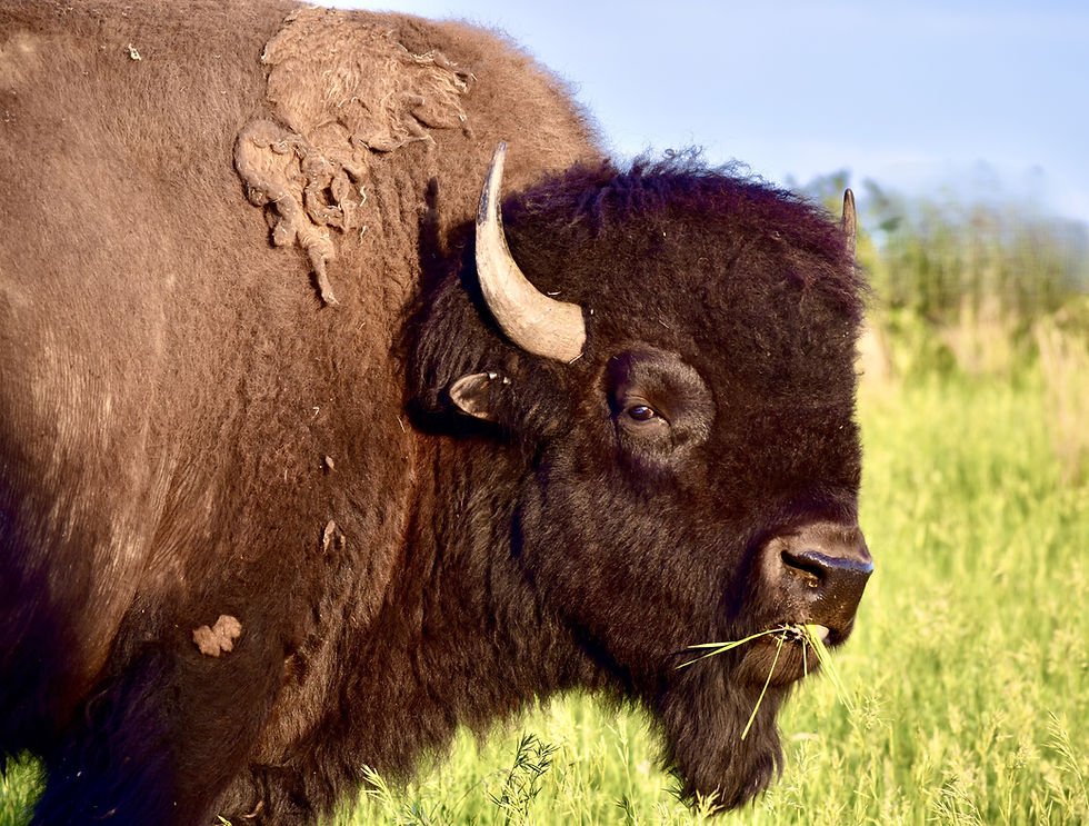 When It Comes to the Best Protein, Not All Meat Animals Are Created Equal