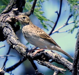 image of Bushveld Pipit