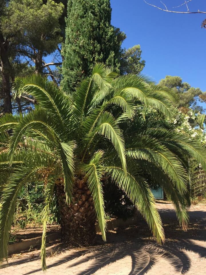 nombreux palmiers du jardin !