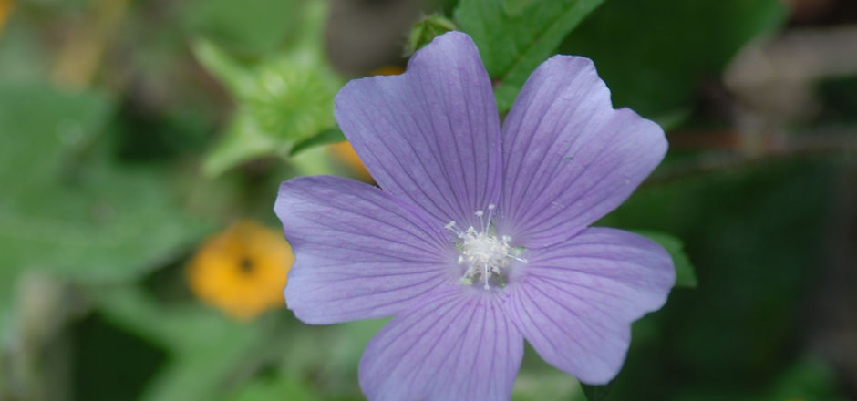 purple-flower-regional-2852187.jpg