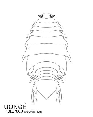 nerocila_japonica_line.jpg