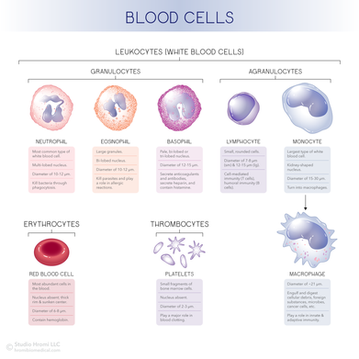 A diagram of all the different blood cell types. White blood cells are across the top row, and the bottom row includes a red blood cell, platelets, and macrophage. Under each illustration is a short explanation of each cell's functions and characteristics.