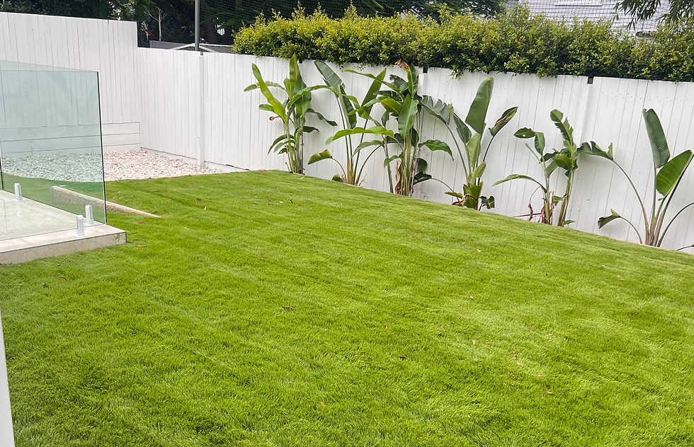 Lawn and turf