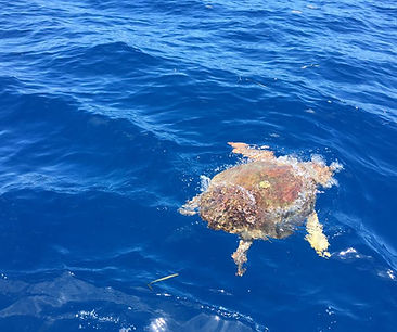 Turtle Naples FL