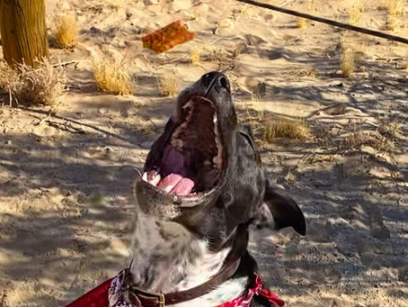 Epidog