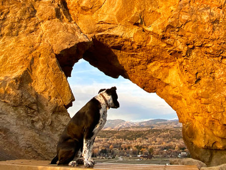 Catch me if you canine