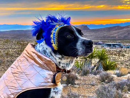 More hotdogs in 2020