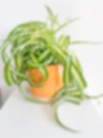 Mustard Pot