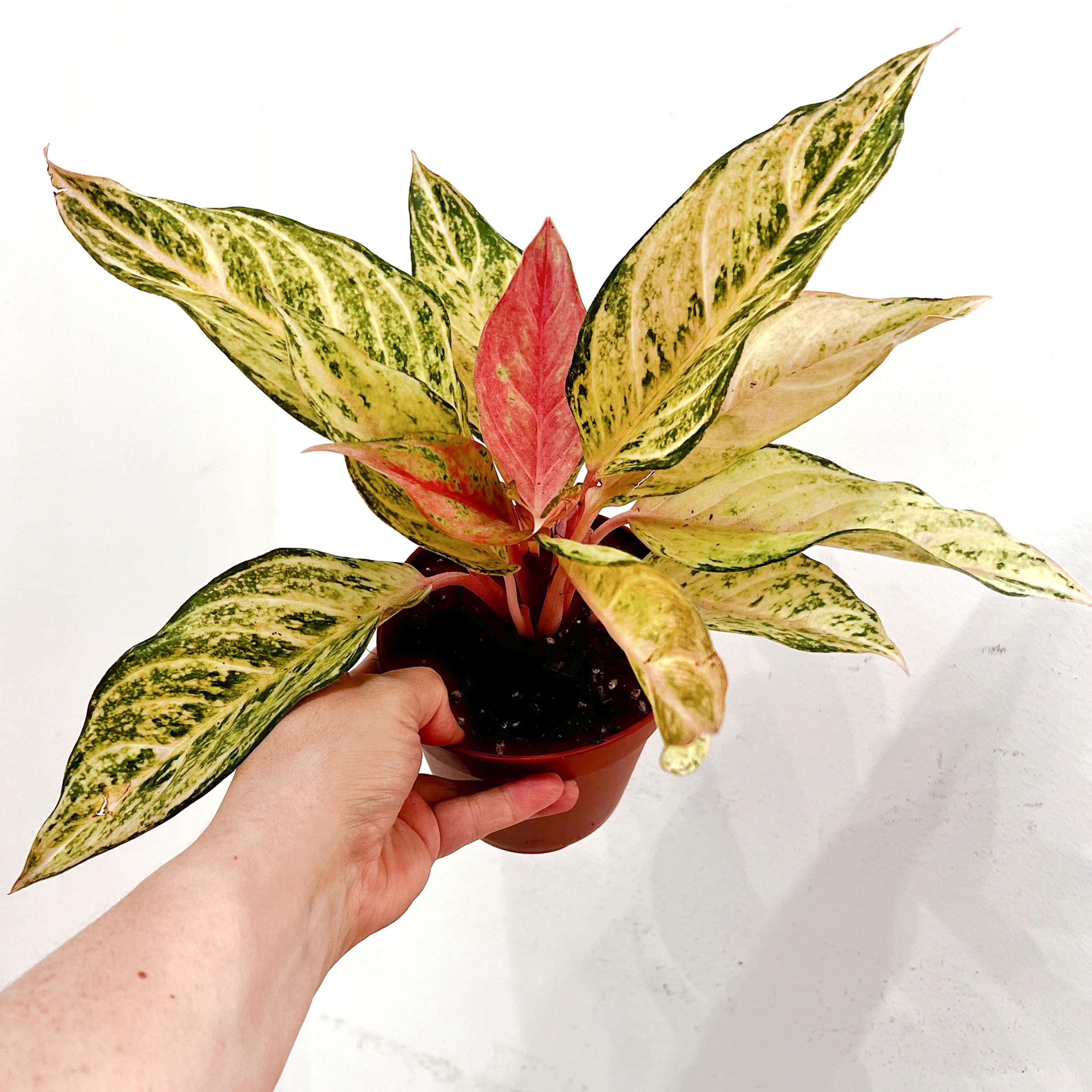 View from above of Aglaonema Chartreuse Pretty