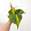 Thumbnail: Philodendron Scandens Brasil 